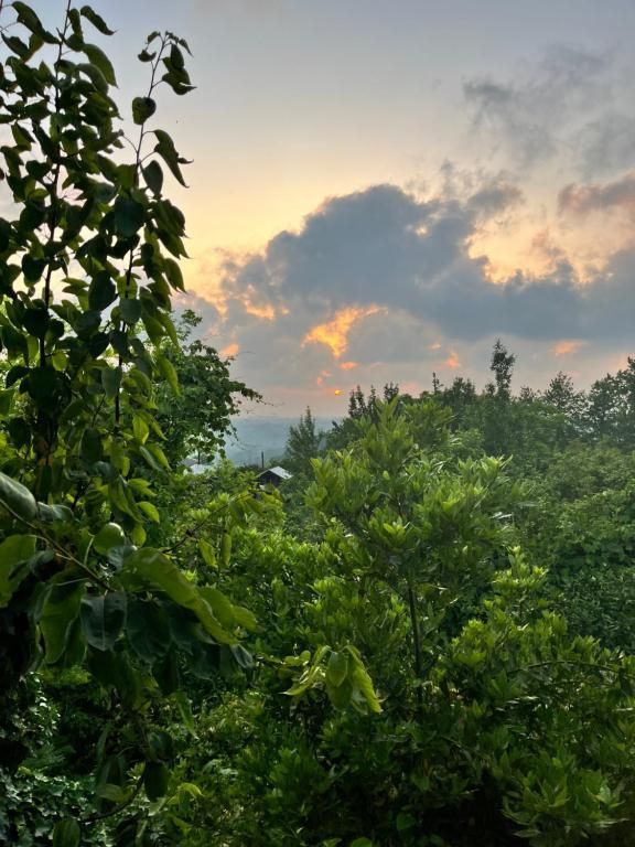 Shromantic Garden. A sunset over a forest with trees in the foreground and Black Sea in the background