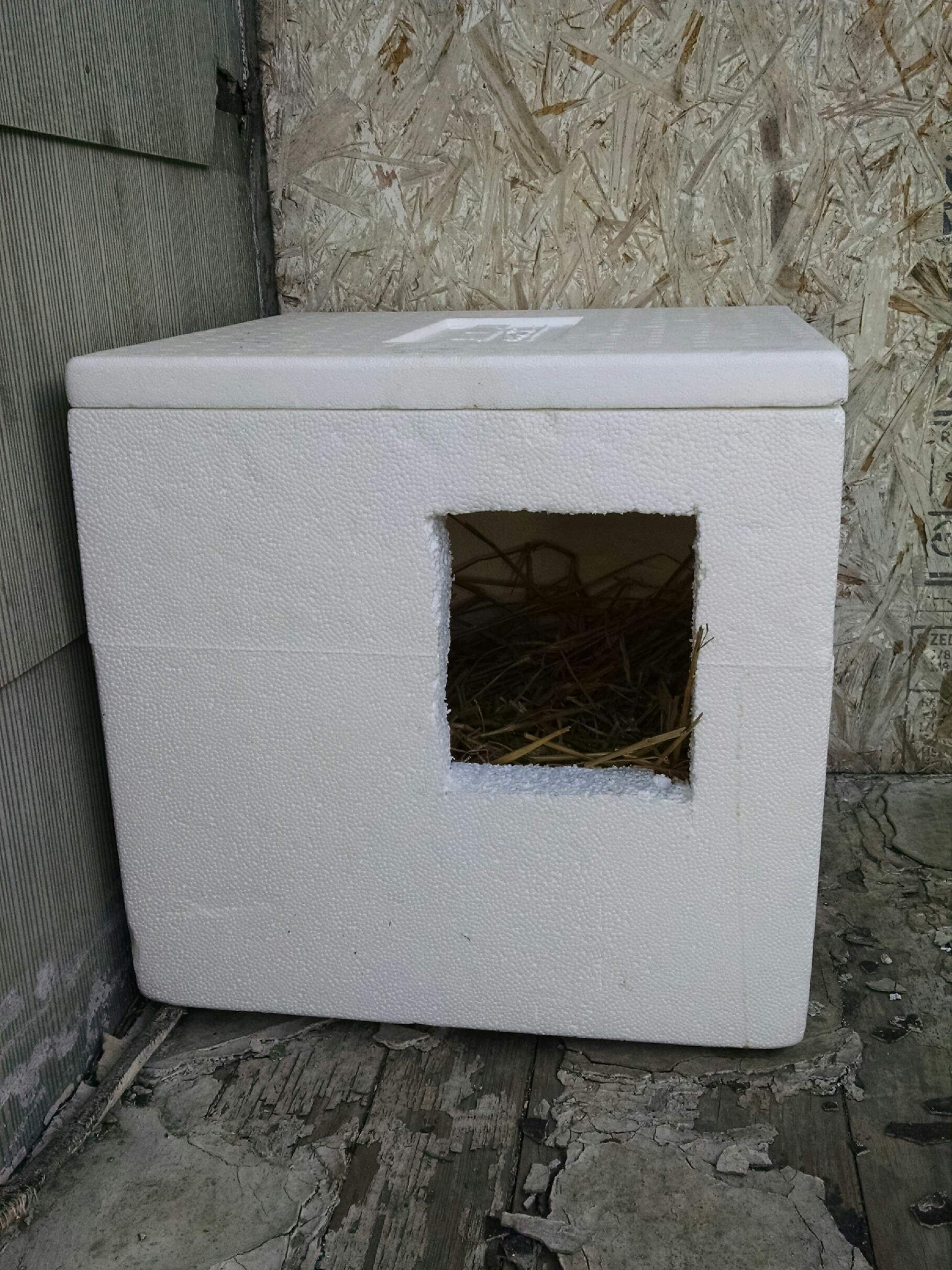 Styrofoam winter cat shelter