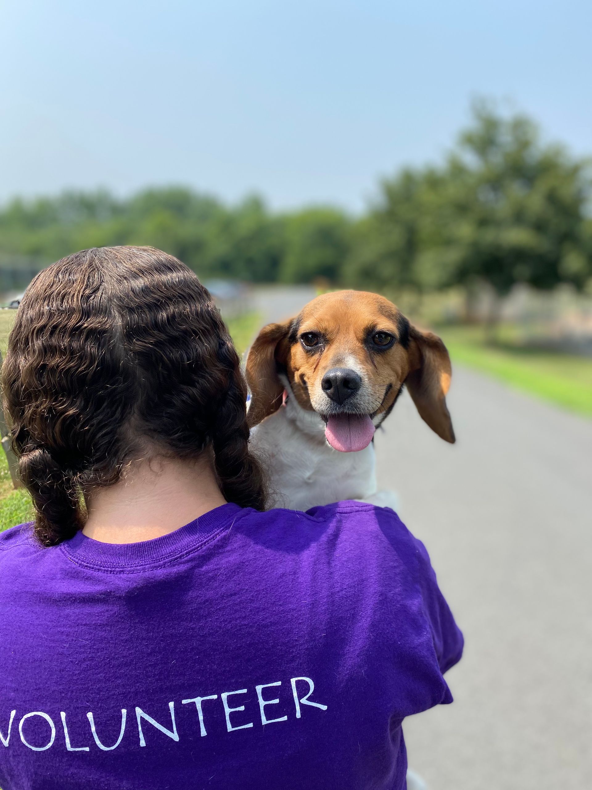 A small beagle peeks over the shoulder of the SPCA volunteer carrying him