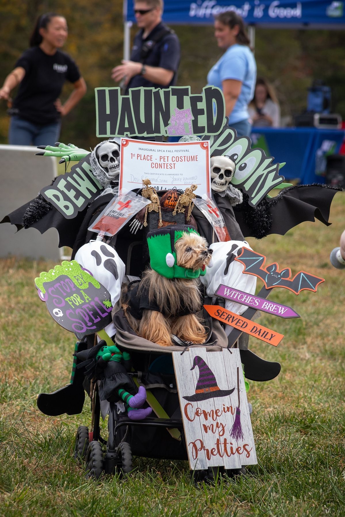 Yorkie and stroller decorated for Halloween