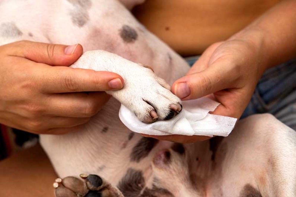 Dog paw being wiped