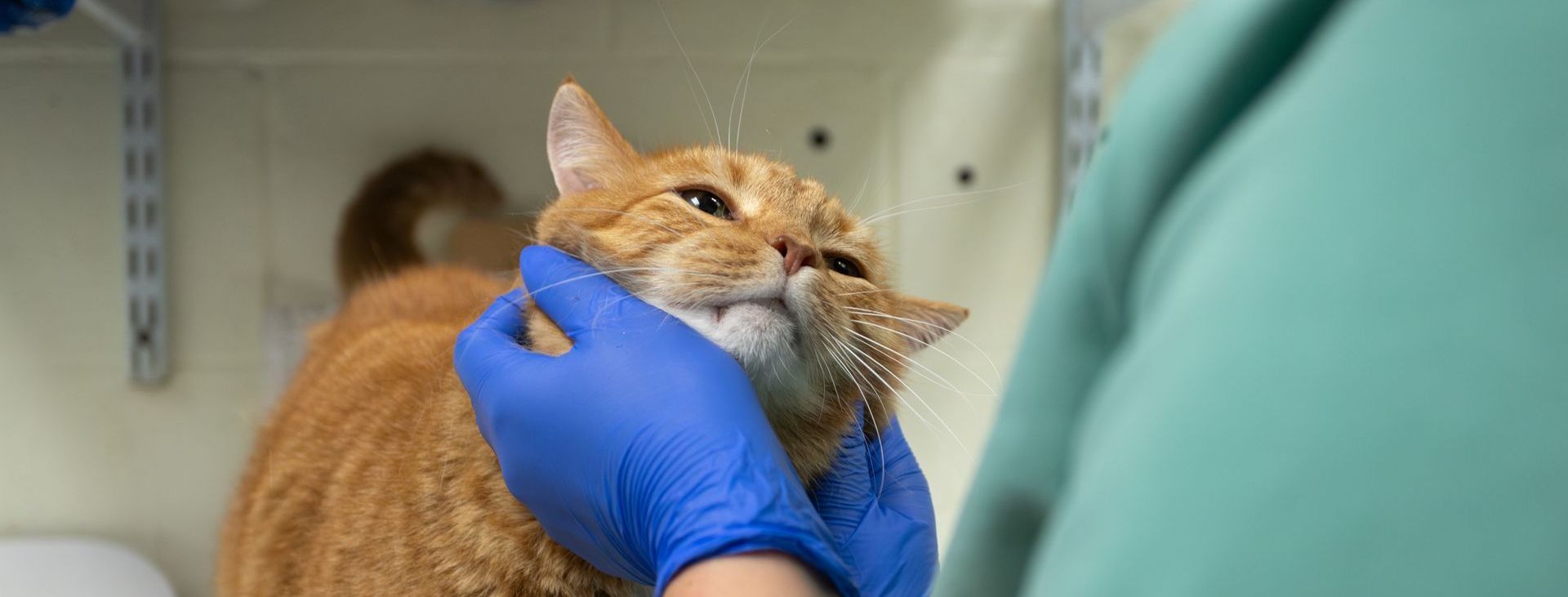 An Orange Cat who is being examined by a veterinary professional wearing blue nitrile gloves