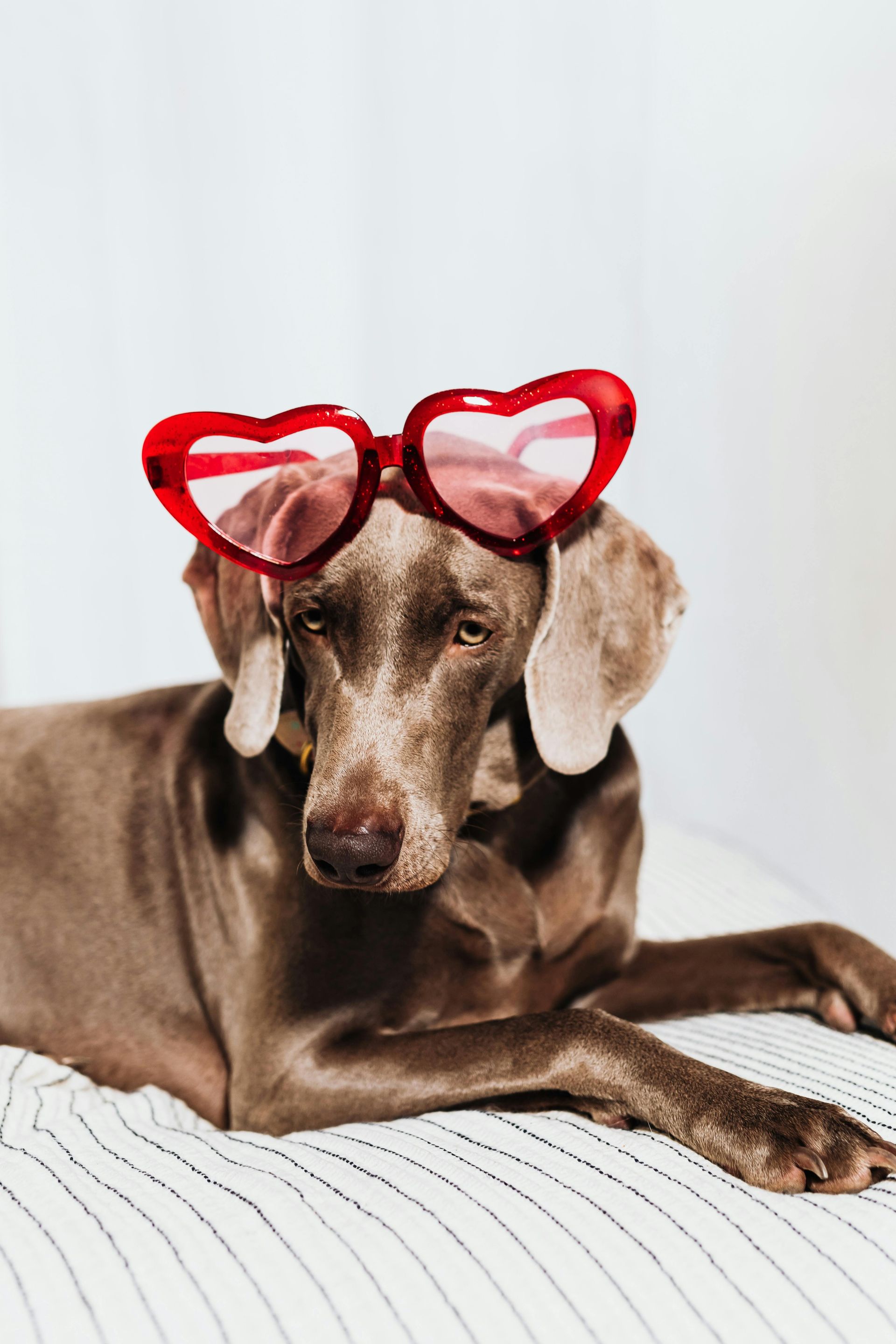 Silver lab with heart shaped glasses