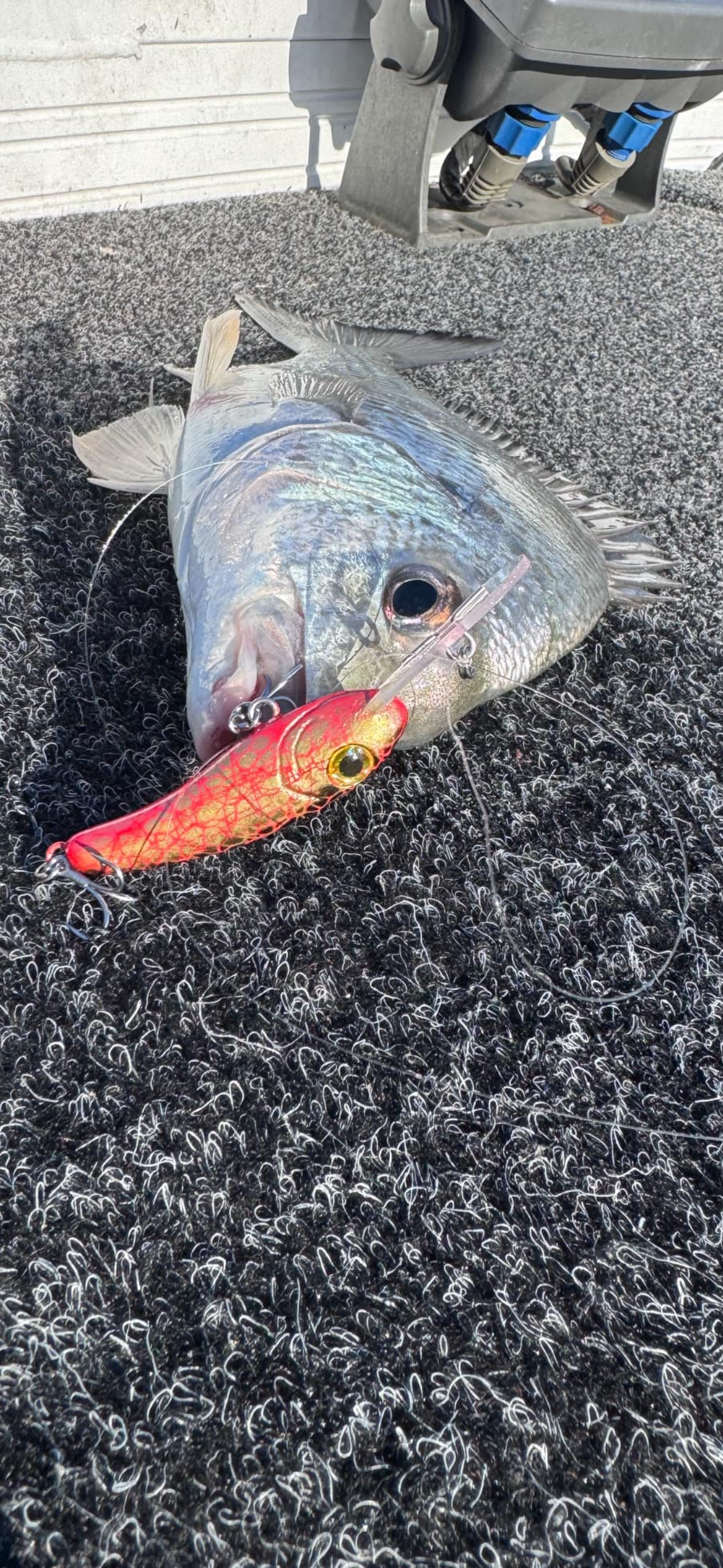 Fish head with a red and yellow lure in its mouth on a textured surface.