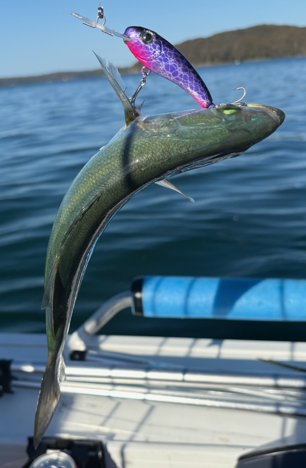 A fish caught with a purple lure, held near a boat against a water and hill backdrop.