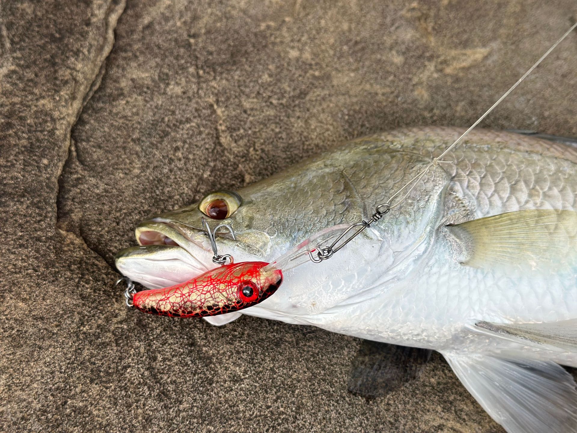 A fish with an open mouth caught on a red and white lure with a fishing line, on a rock surface.