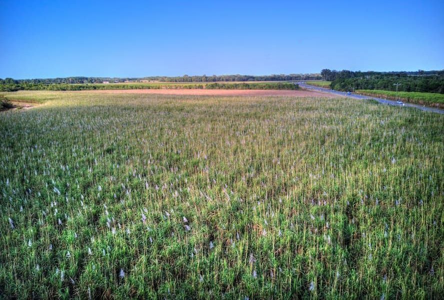 An Aerial View Of A Corn Field With A Road Going Through It — Advanced Automotive Services In Smithfield, QLD