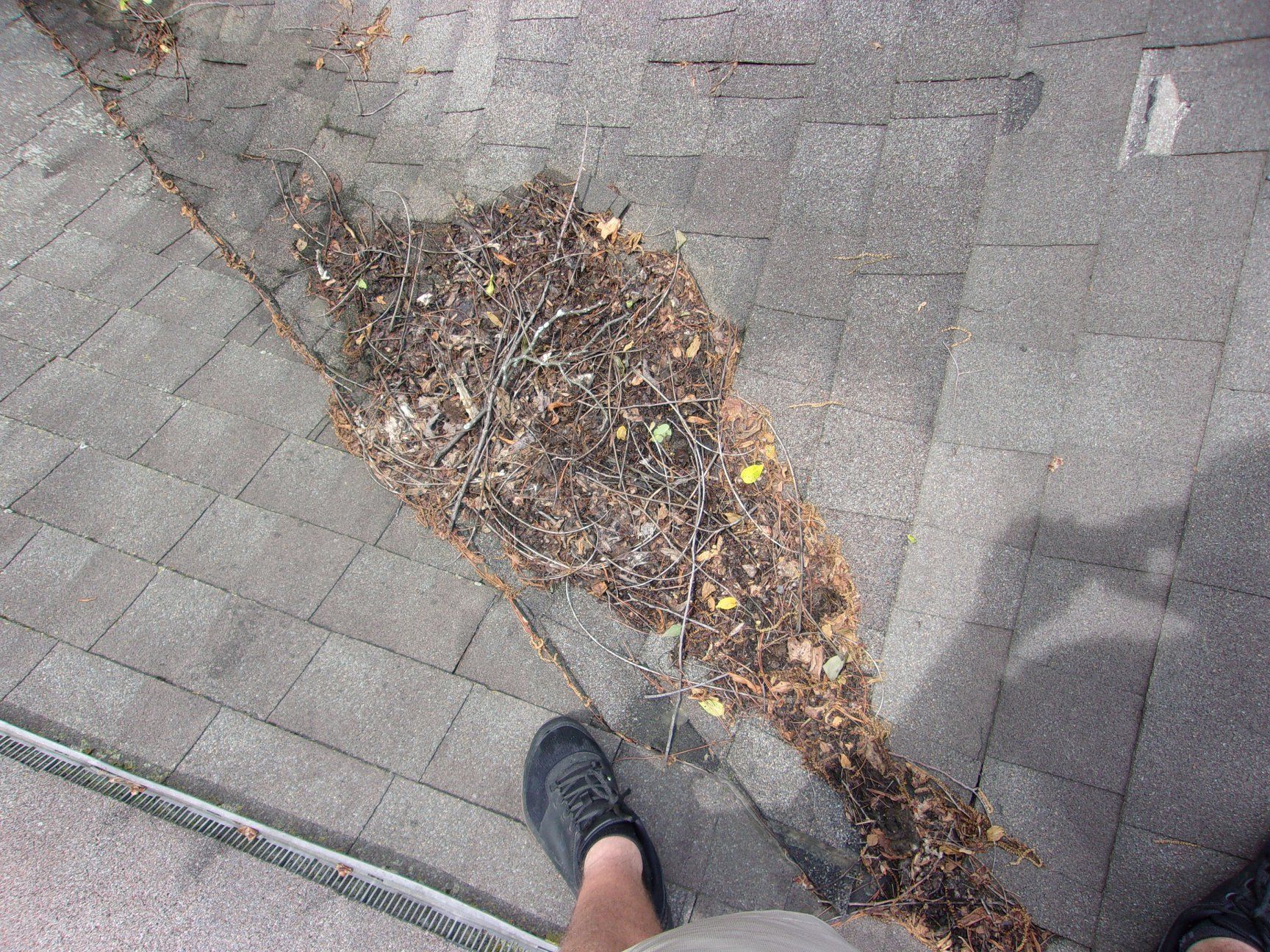 Foot on a shingled roof with a large pile of leaves and debris, possibly from a clogged gutter.