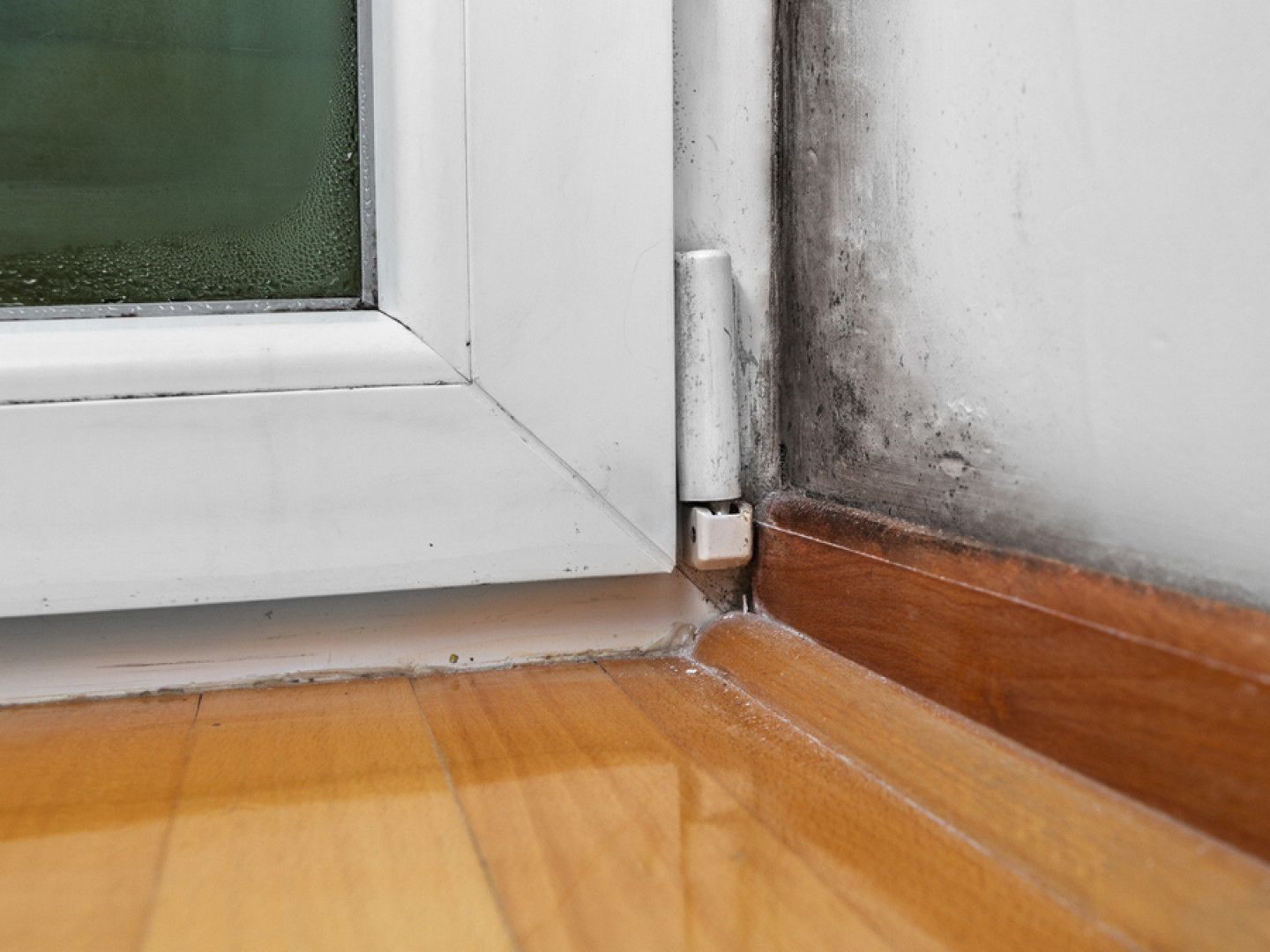 Mold in the house