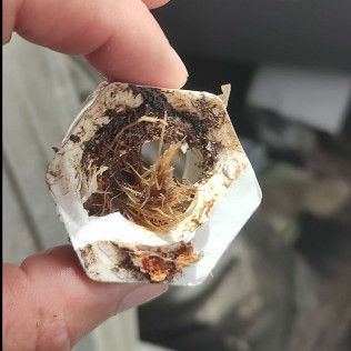Hand holding a dirty, damaged white object with a tangled brown center and two holes.