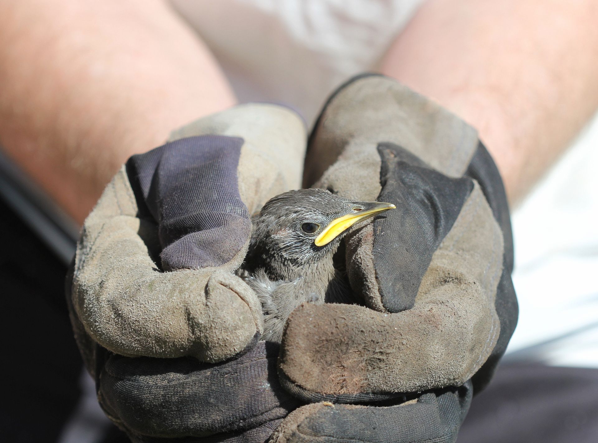 A person is holding a small bird in their hands