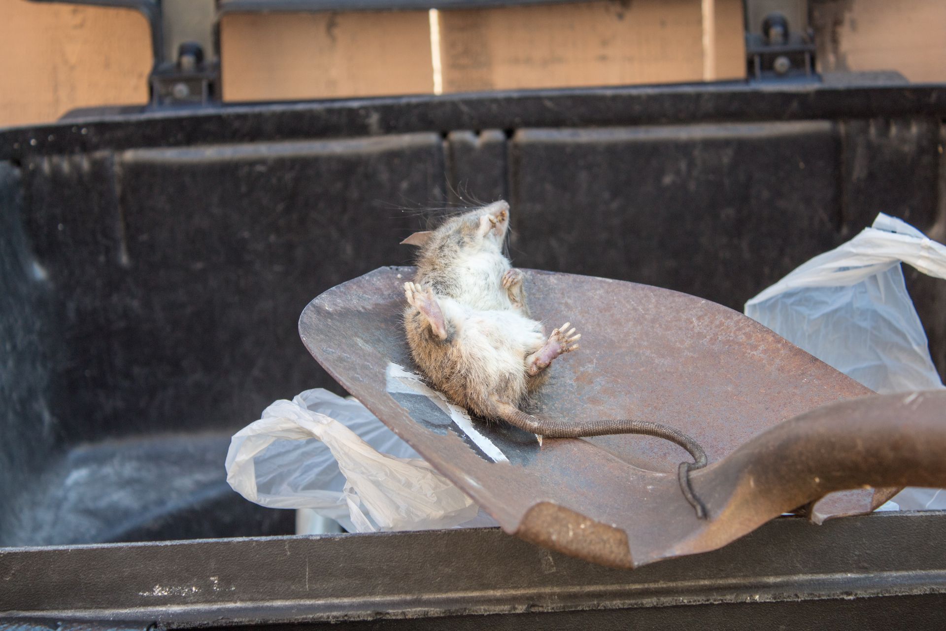 A mouse is dead in a shovel