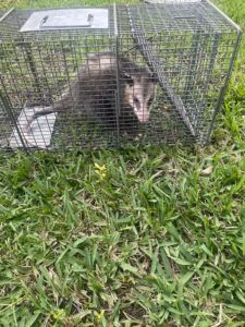 An opossum is sitting in a cage in the grass.