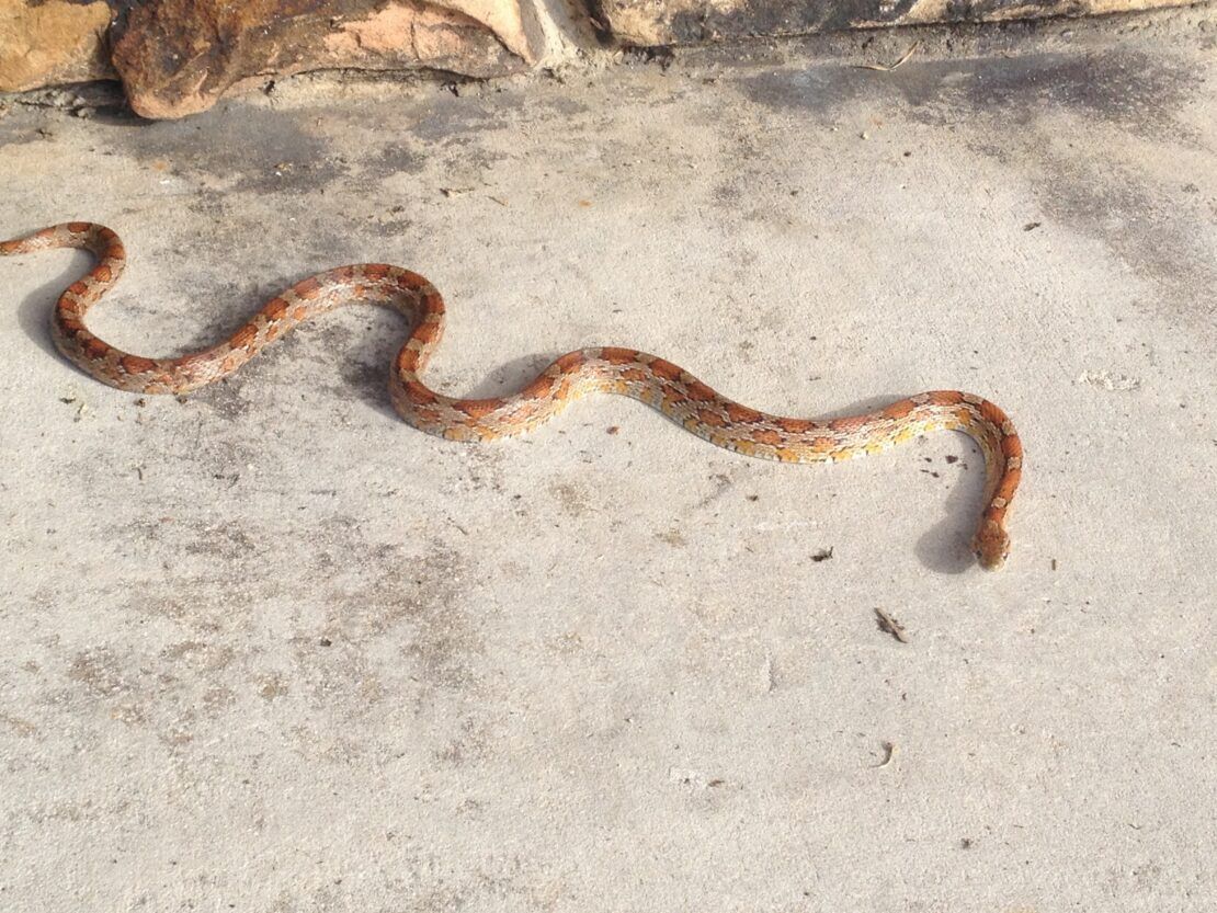A snake is crawling on a concrete surface.
