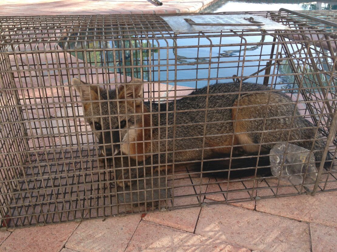 A fox is laying in a wire cage on the ground