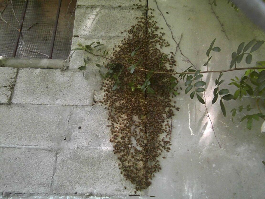 A bunch of ants are crawling on a brick wall
