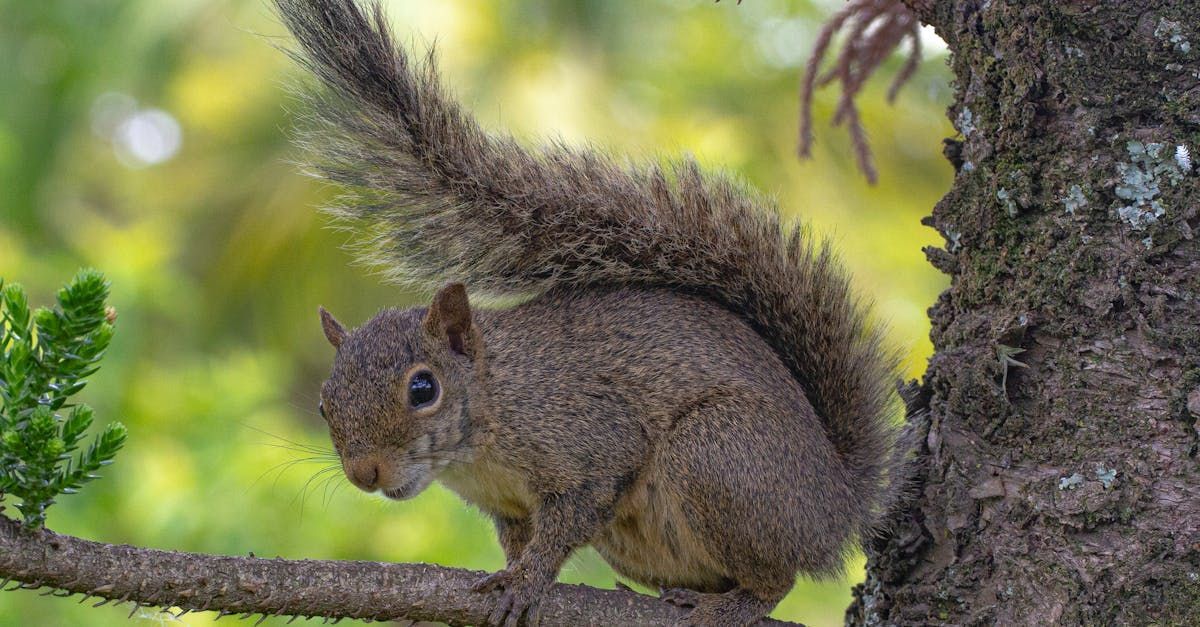 A squirrel is sitting on a tree branch.