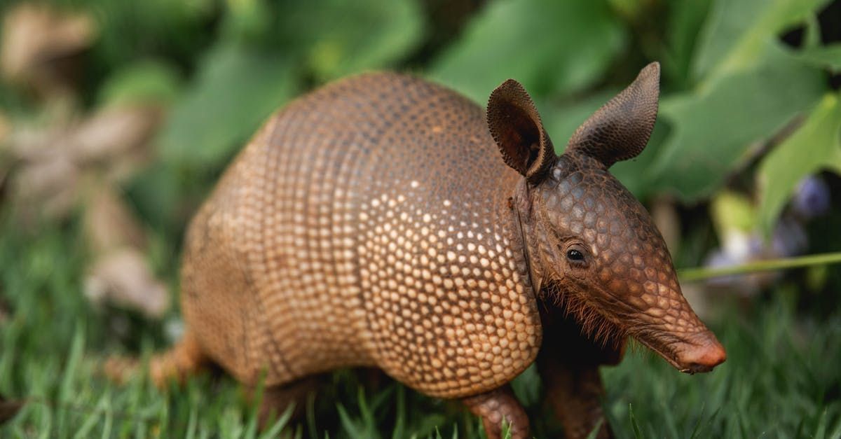 A close up of an armadillo walking in the grass.