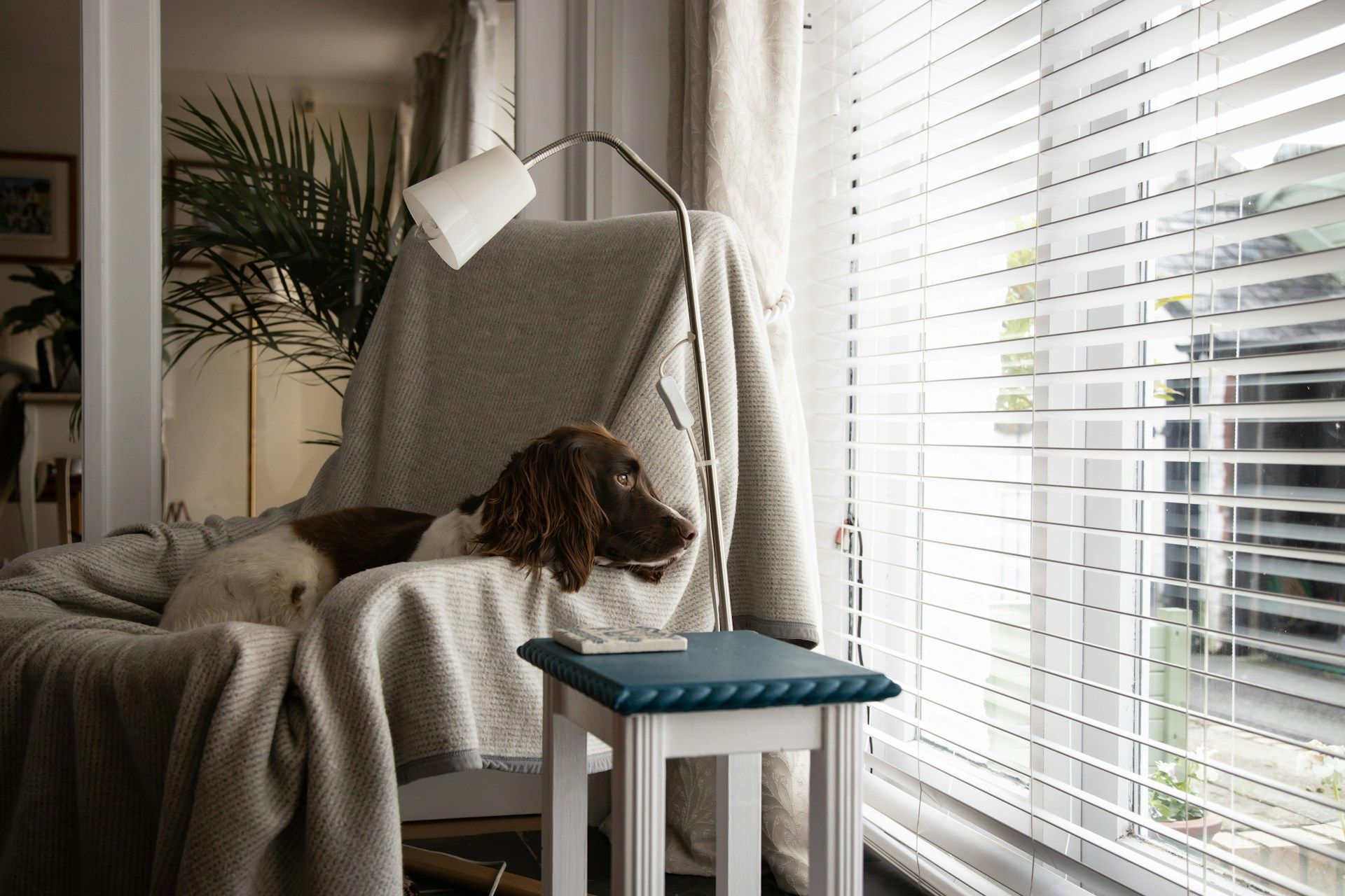 pet at home