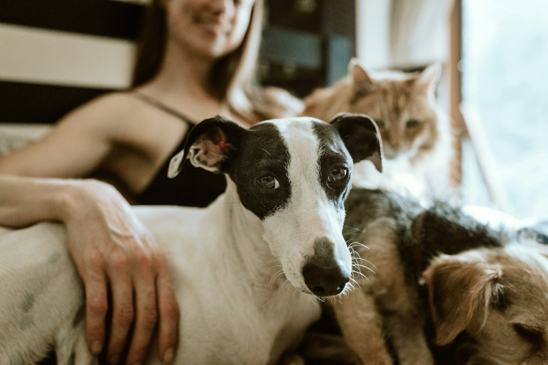 pet owner