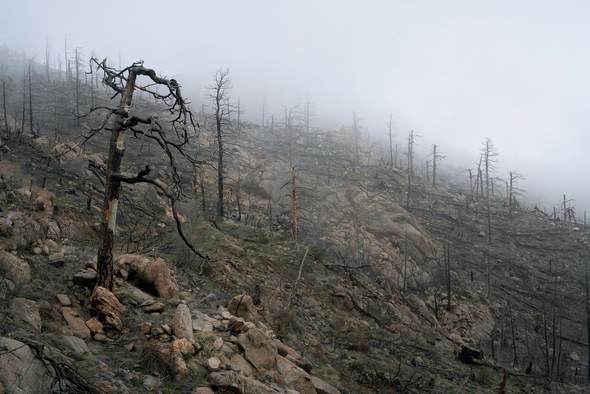 mountain after a wildfire