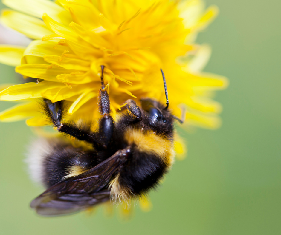 Common Bees: Our Guide to Bee Identification