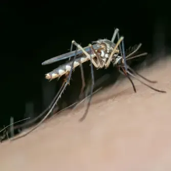 what attracts mosquitoes
