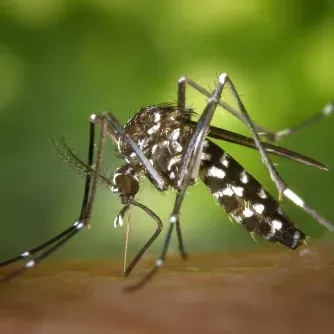 mosquito control company
