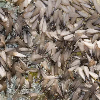 what do termites look like, suffolk va