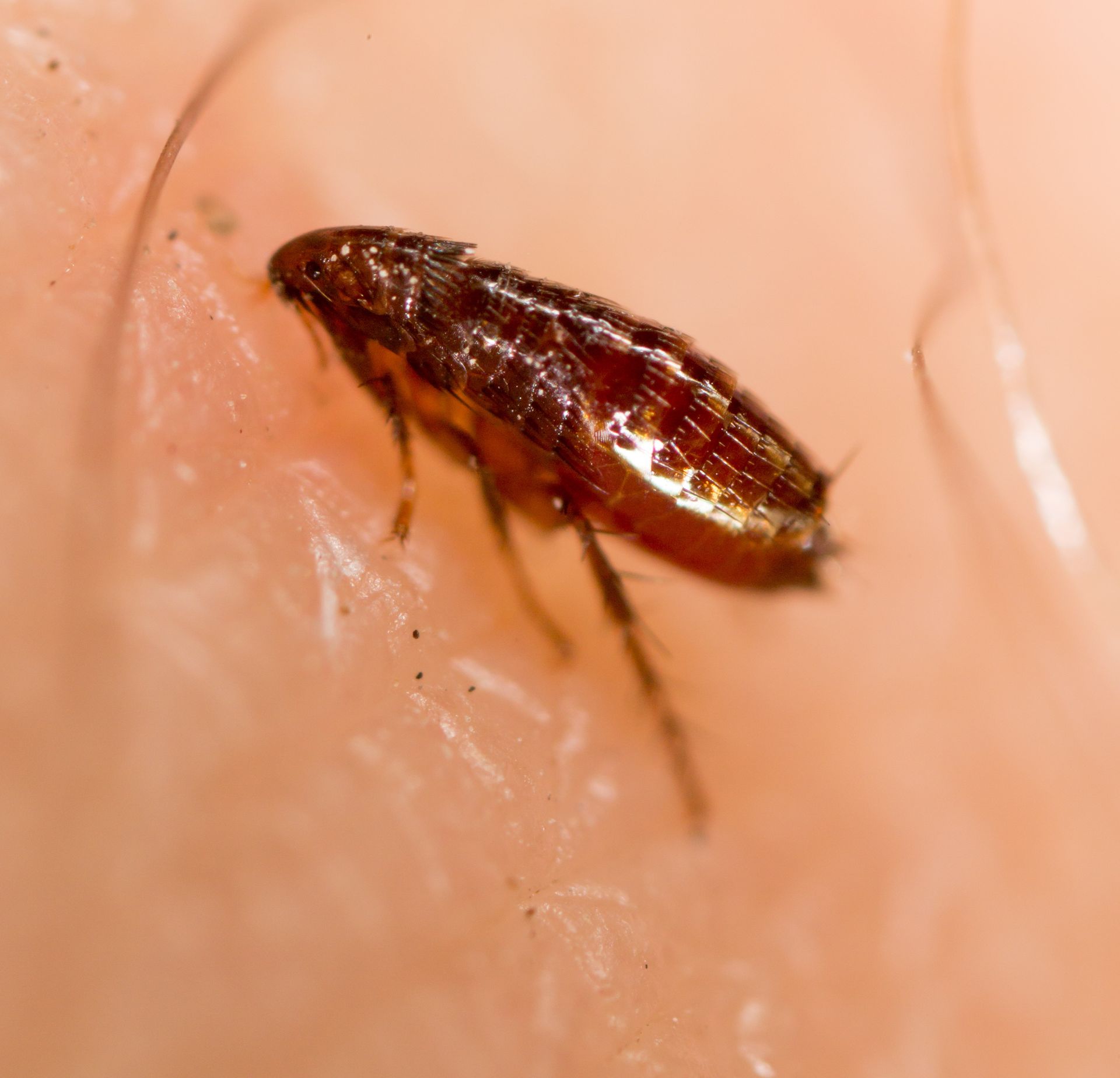 how to get rid of fleas