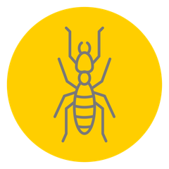 termite treatment