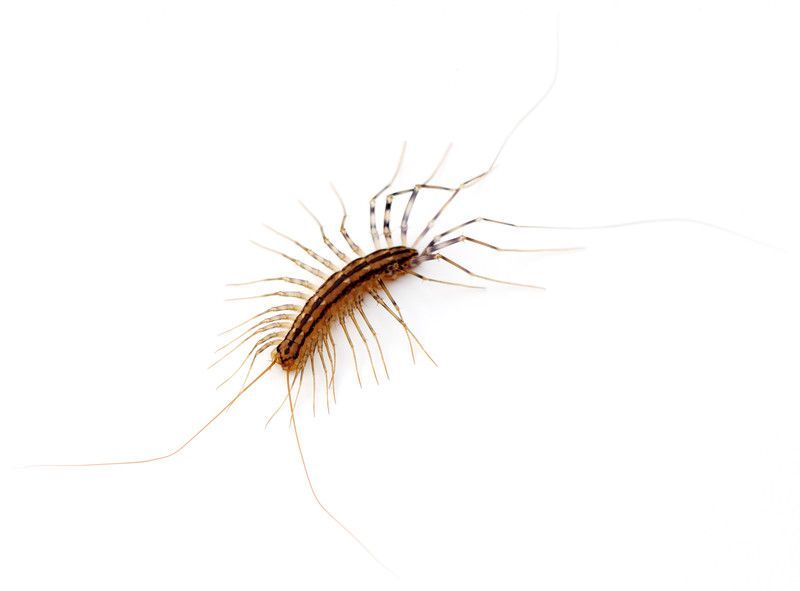 how to get rid of centipedes