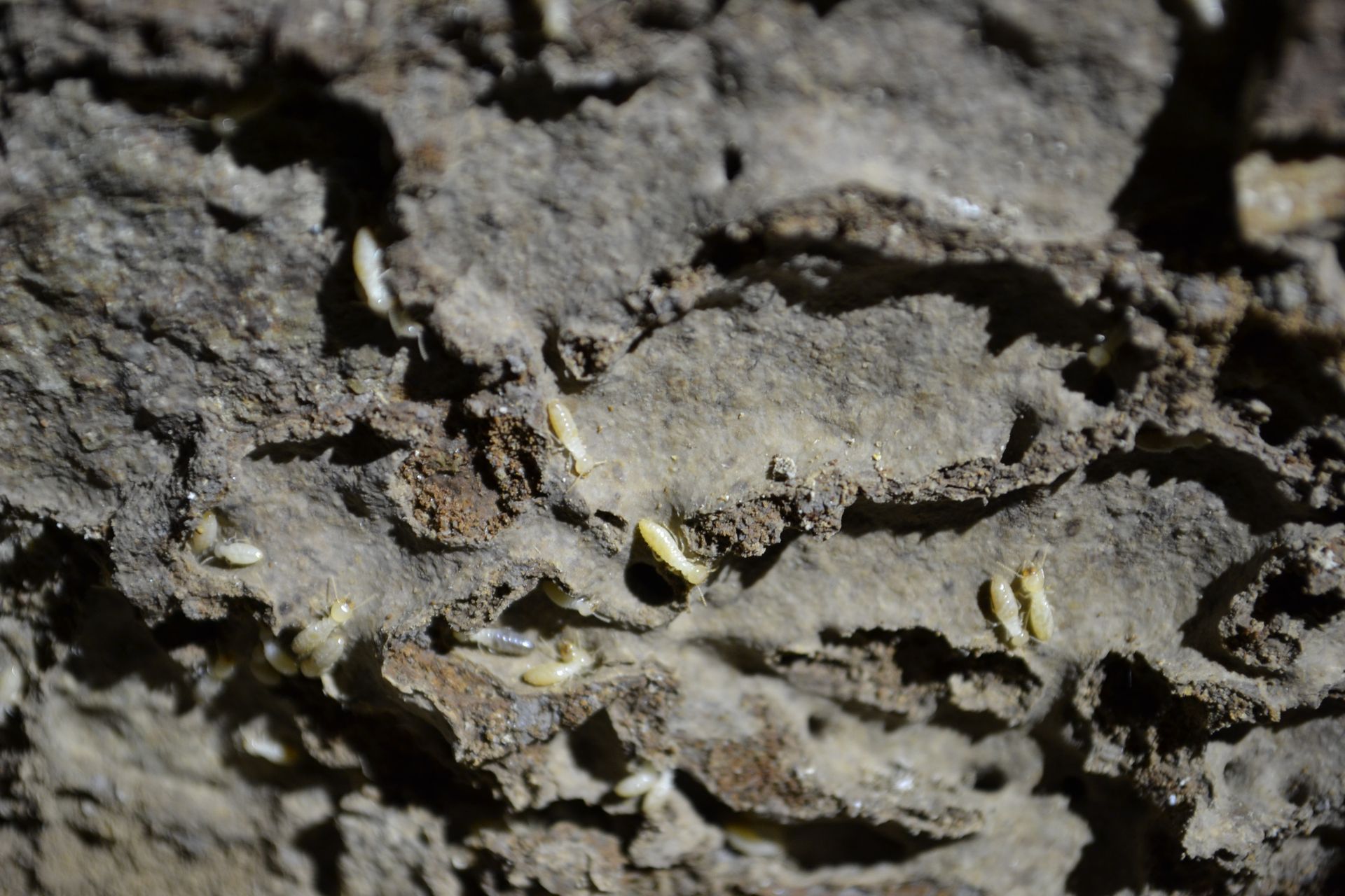 A close up of a termite mound with a lot of termites crawling on it.
