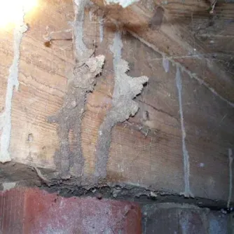 how do i know if i have termites