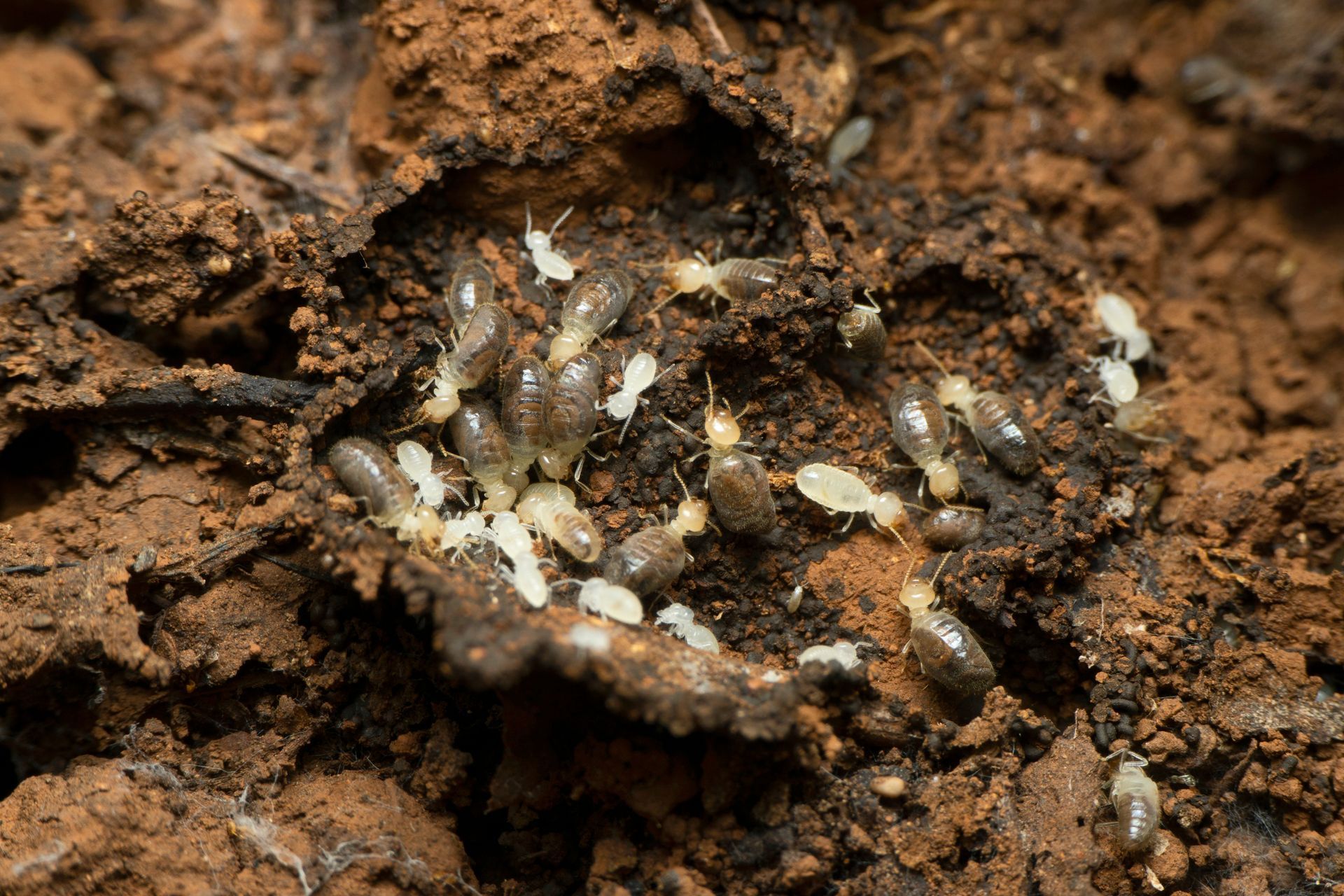 Why you need termite protection in Hampton Roads | Four Seasons Pest Control