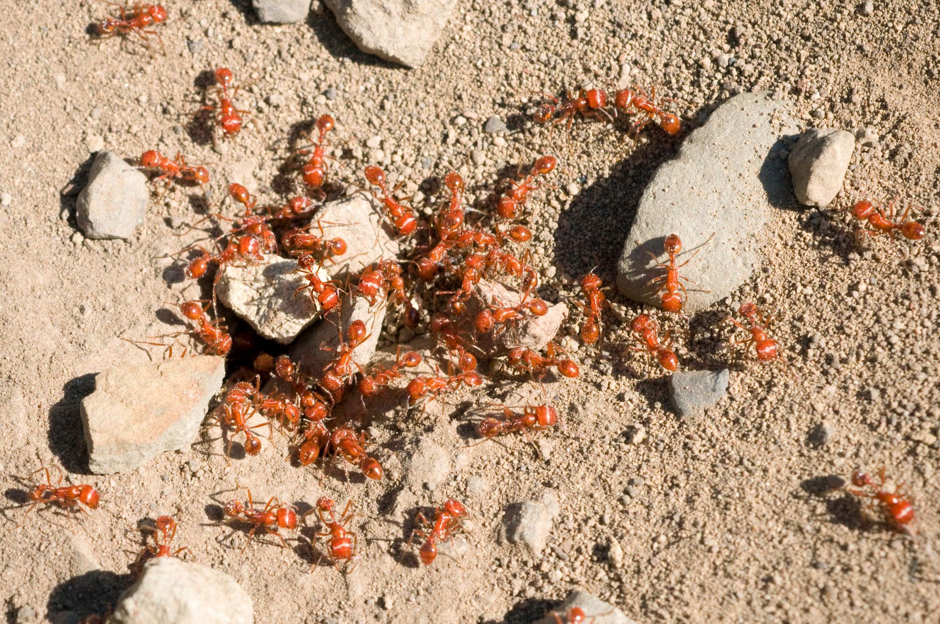 what does a fire ant look like