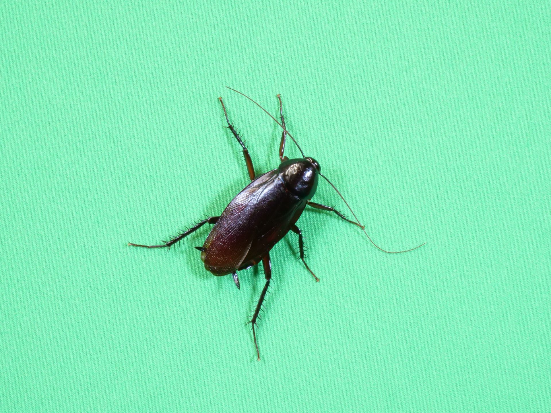 what does a smokybrown cockroach look like
