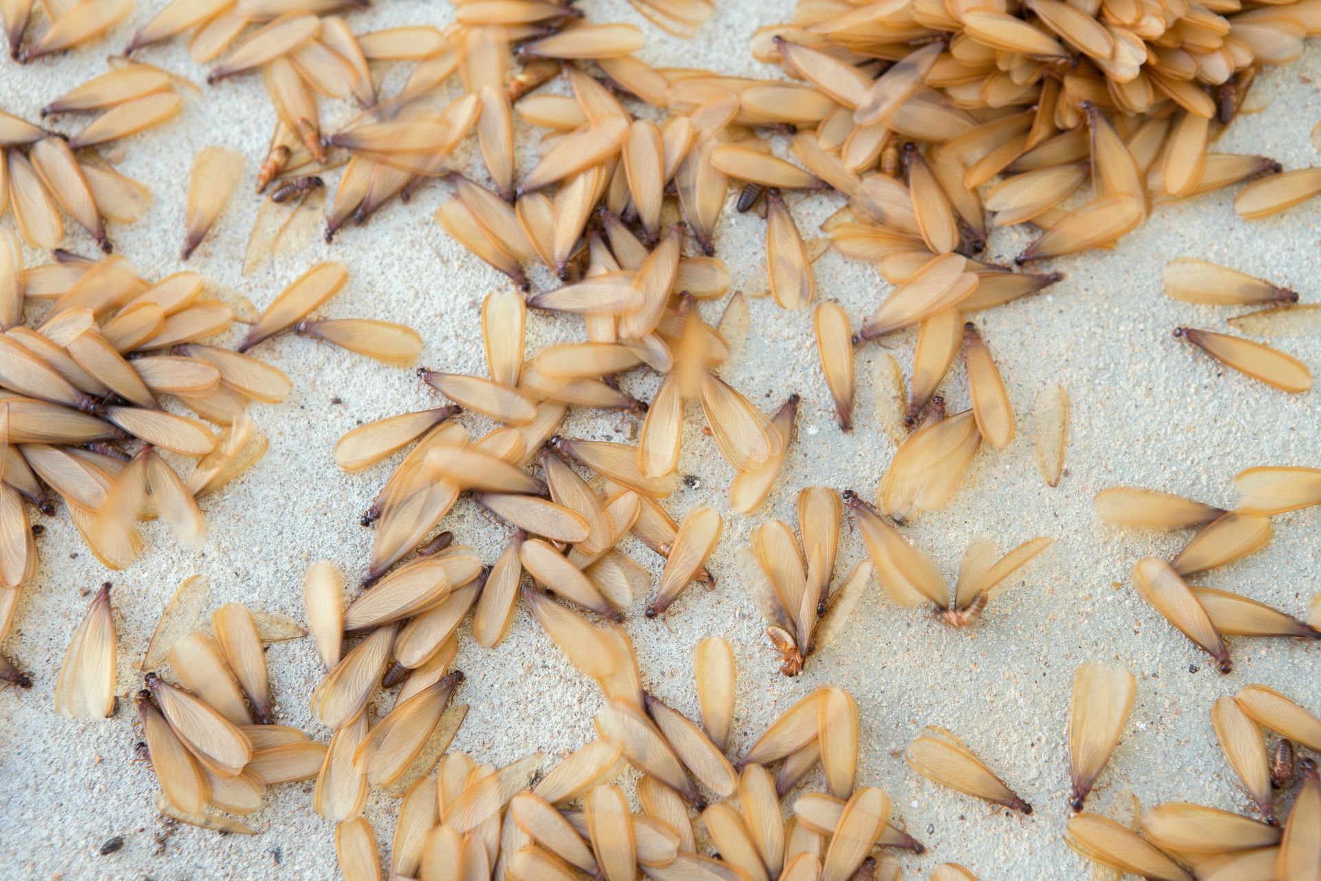 Close-up of winged termites in the Outer Banks, NC, showing early signs of termite infestation