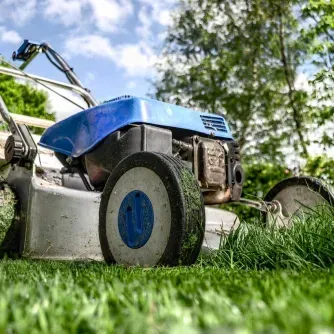 do mosquitoes live in the grass