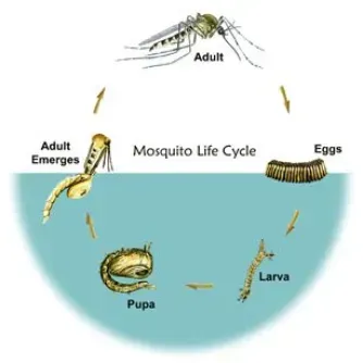 lifecycle of a mosquito