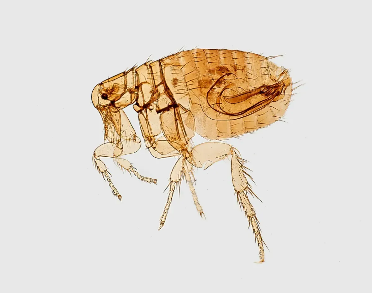 how much for pest control for fleas, moyock nc