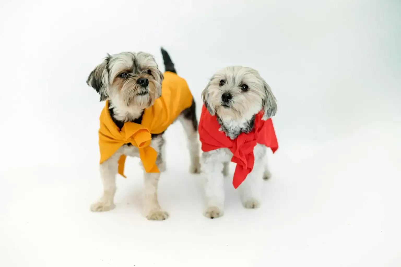 does pest control gid rid of fleas