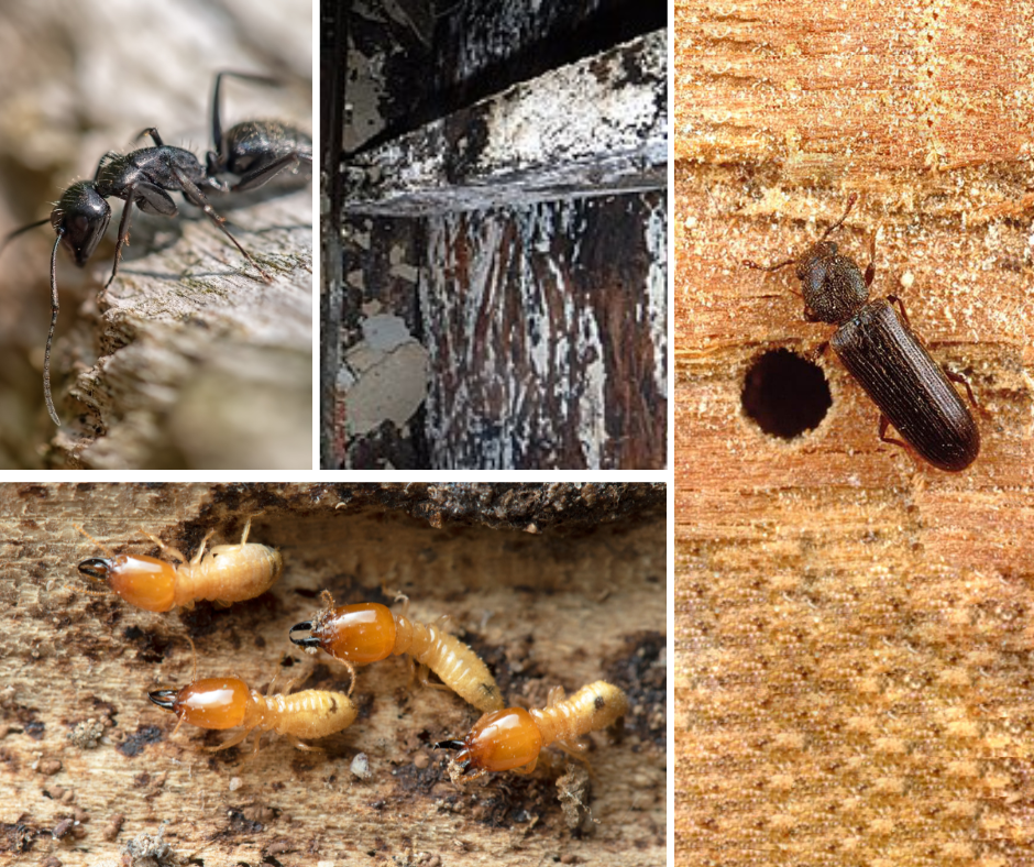 what are powder post beetles