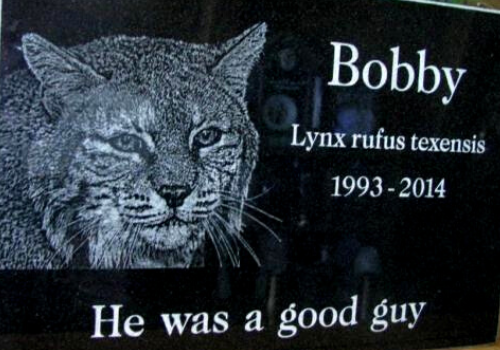 Black memorial plaque with a lynx portrait reading “Bobby,” “Lynx rufus texensis,” 1993–2014, “He was a good guy”