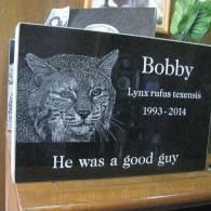 Black memorial plaque with a lynx portrait and the text “Bobby, Lynx rufus texensis, 1993-2014, He was a good guy.”