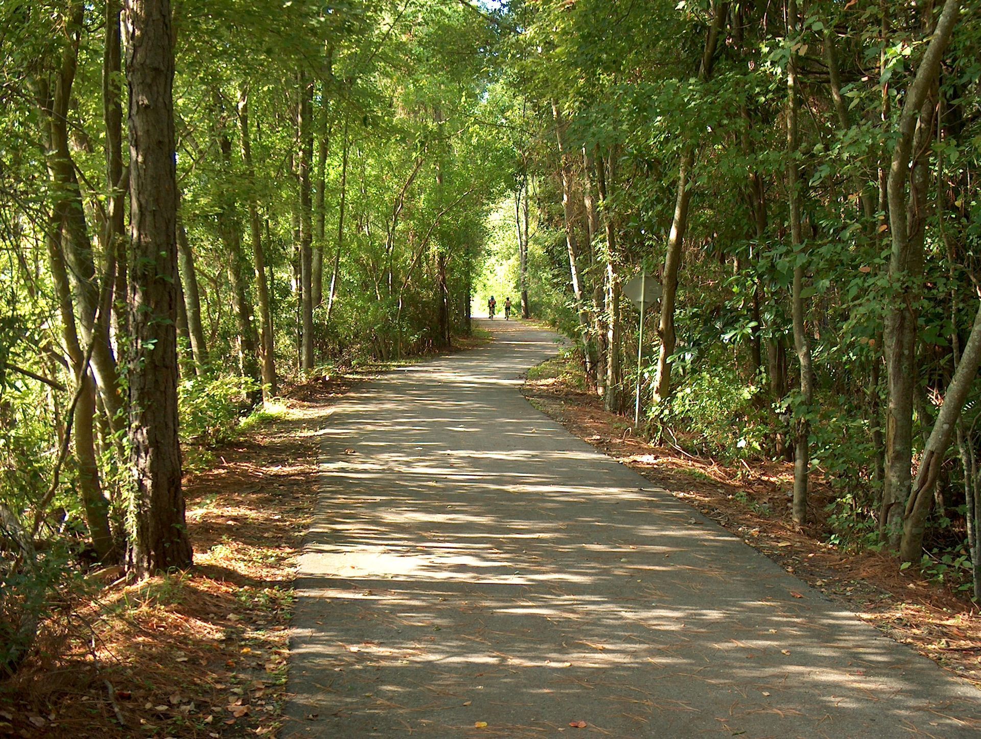A road in the middle of a forest with trees on both sides