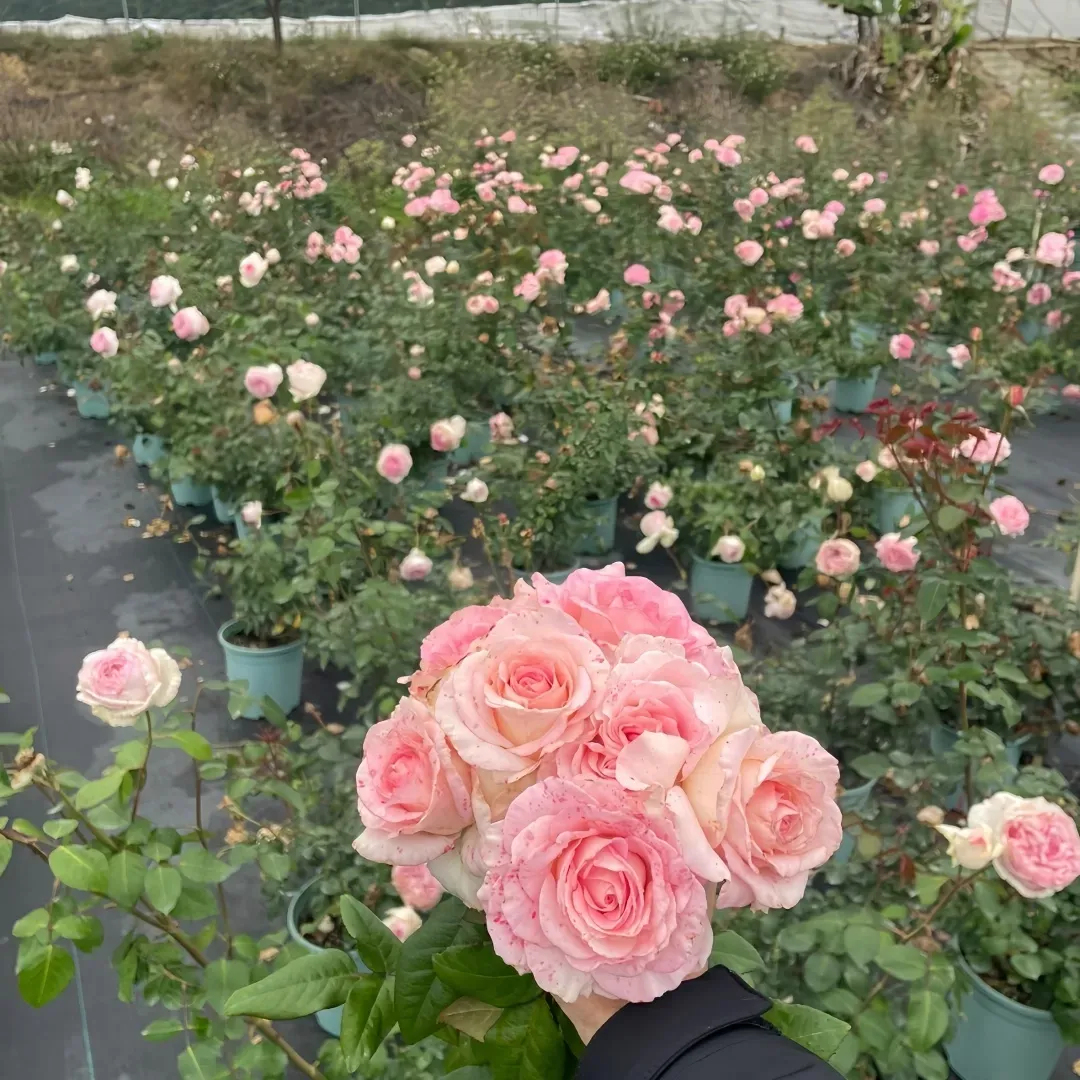 Pink rose bushes in a nursery, with a close-up cluster of blooms in the foreground.