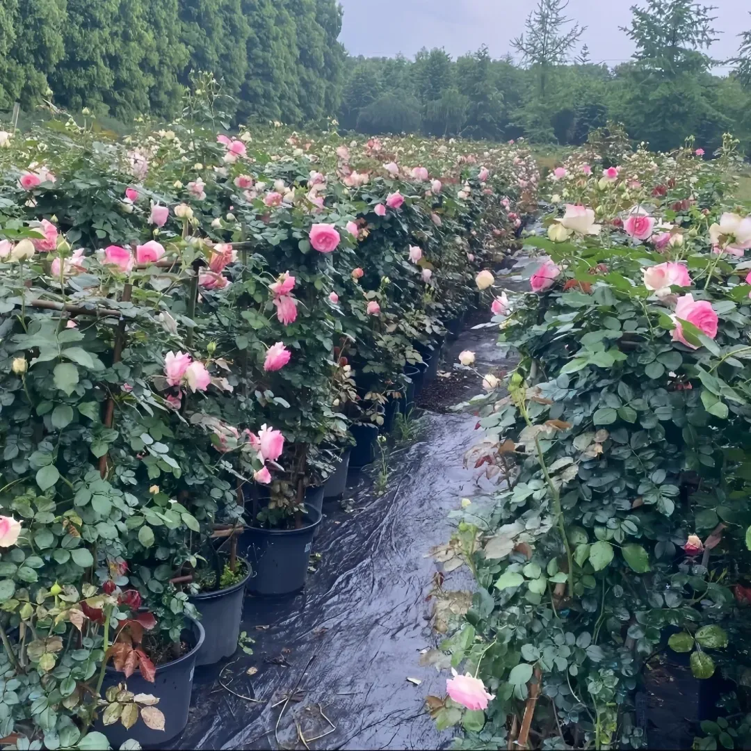 Rows of pink rose bushes in pots along a nursery path, with trees in the background