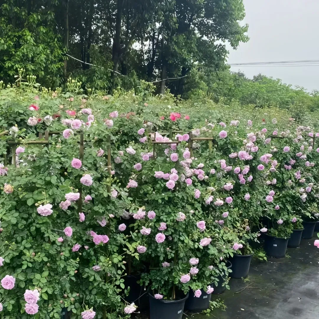Rows of potted pink and white flowering shrubs in an outdoor nursery