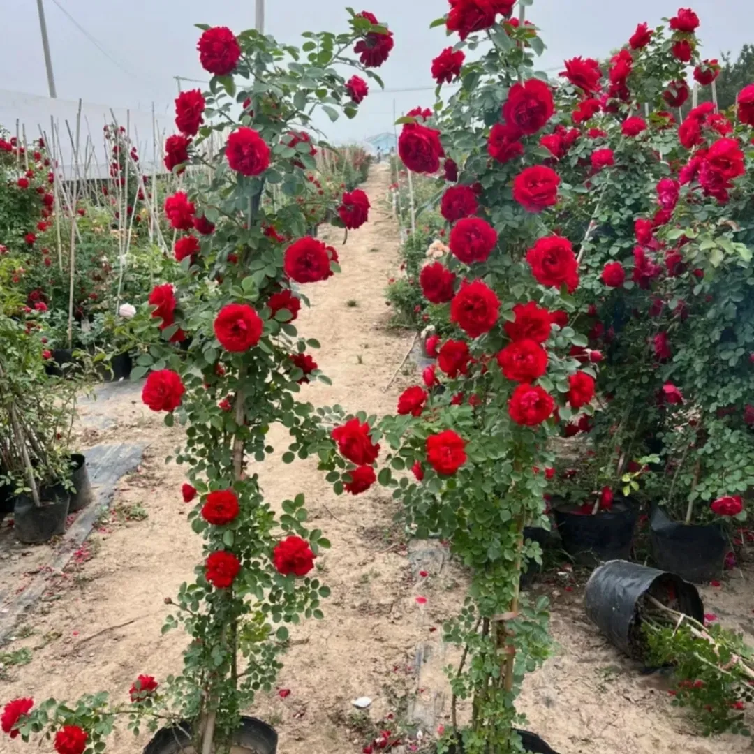 Rows of red roses blooming on trellised bushes in a flower nursery field